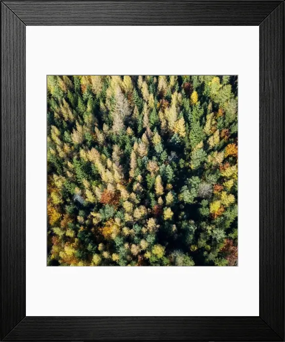 Framed Print : Aerial top down view of autumn forest with green and yellow trees Framed Print : Aerial top down view of autumn forest with green and yellow trees