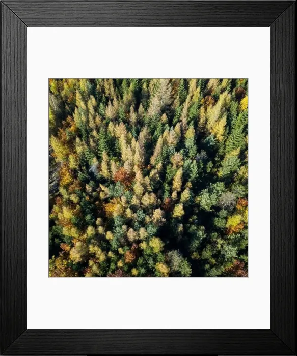 Framed Print : Aerial top down view of autumn forest with green and yellow trees Framed Print : Aerial top down view of autumn forest with green and yellow trees