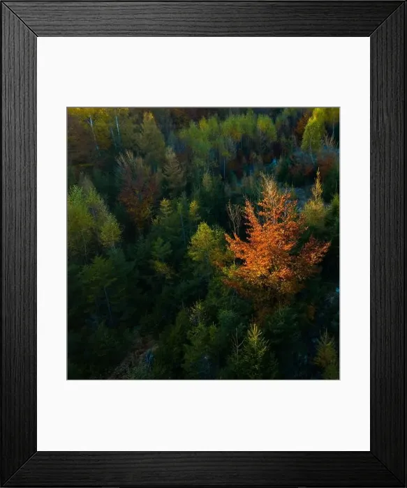 Framed Print : Aerial top down view of autumn forest with green and yellow trees Framed Print : Aerial top down view of autumn forest with green and yellow trees