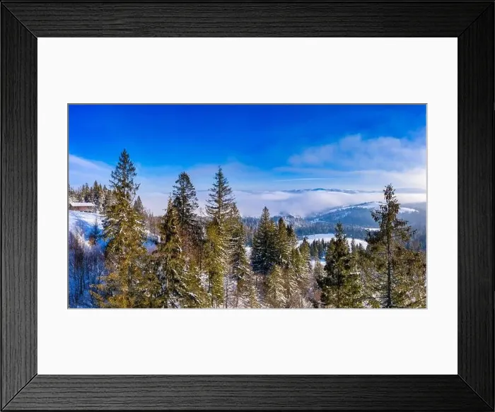 Framed Print : Fabulous snow-covered panorama of spruce trees growing on the mountain slopes in winter in cloudy foggy weather