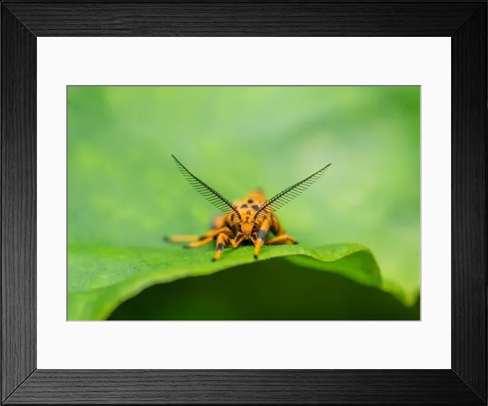 Framed Print : Macro front view of Nepita moth on the leaf which have scientific name Nepita conferta. Used selective focus Framed Print : Macro front view of Nepita moth on the leaf which have scientific name Nepita conferta. Used selective focus
