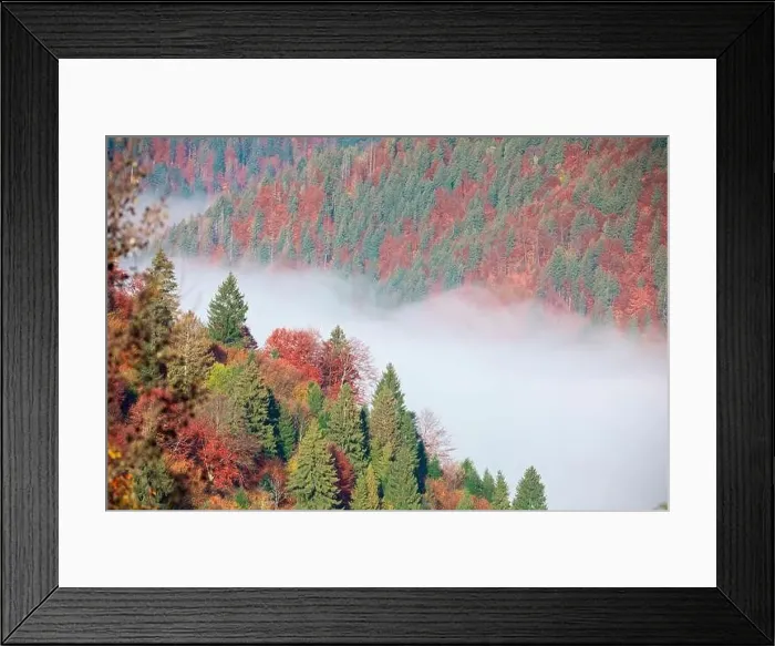 Framed Print : Autumn mountain forest in the fog at dawn drone view Framed Print : Autumn mountain forest in the fog at dawn drone view