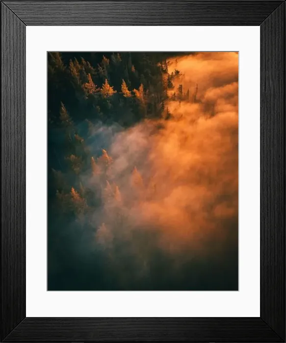 Framed Print : Calm moody forest in misty fog in the morning Framed Print : Calm moody forest in misty fog in the morning