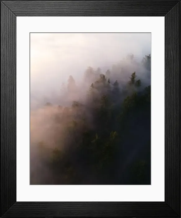 Framed Print : Calm moody forest in misty fog in the morning Framed Print : Calm moody forest in misty fog in the morning