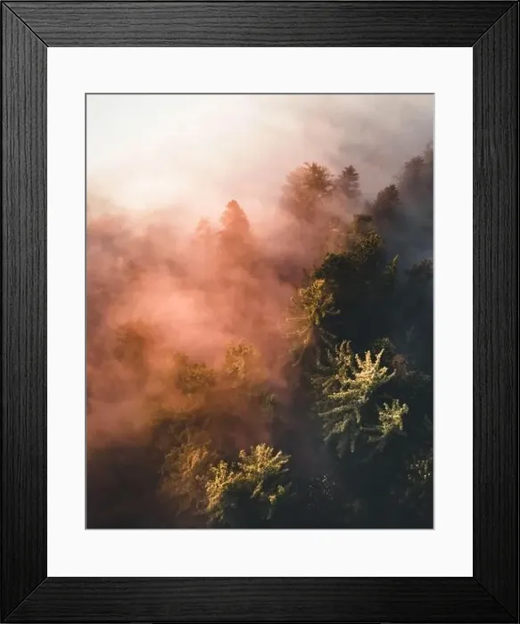Framed Print : Calm moody forest in misty fog in the morning Framed Print : Calm moody forest in misty fog in the morning