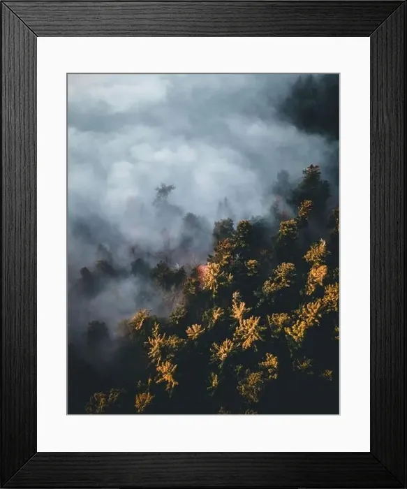 Framed Print : Calm moody forest in misty fog in the morning Framed Print : Calm moody forest in misty fog in the morning