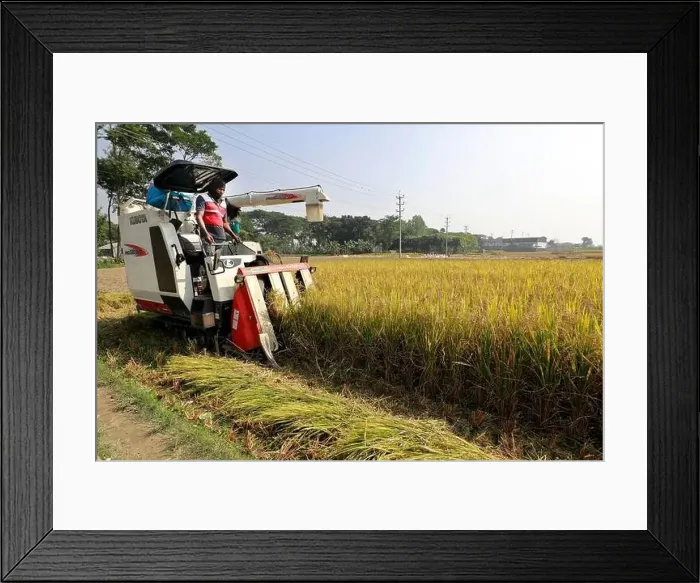 Framed Print : Manikganj, Bangladesh - November 19 Framed Print : Manikganj, Bangladesh - November 19