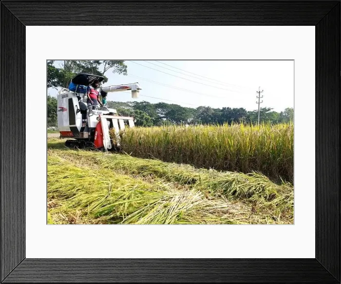 Framed Print : Manikganj, Bangladesh - November 19 Framed Print : Manikganj, Bangladesh - November 19