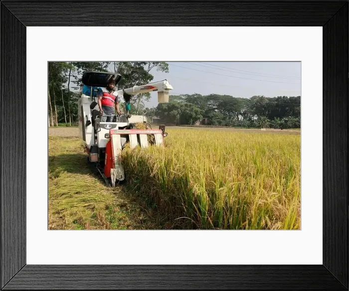 Framed Print : Manikganj, Bangladesh - November 19 Framed Print : Manikganj, Bangladesh - November 19