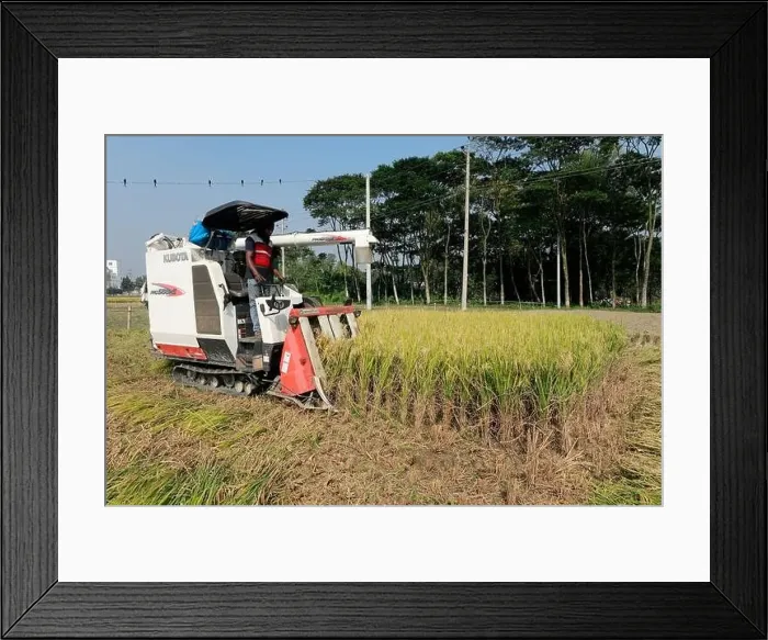 Framed Print : Manikganj, Bangladesh - November 19 Framed Print : Manikganj, Bangladesh - November 19