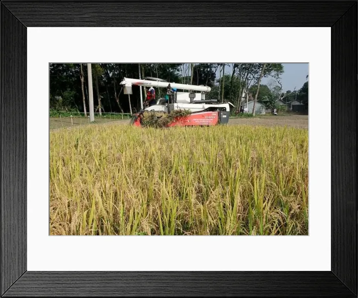 Framed Print : Manikganj, Bangladesh - November 19 Framed Print : Manikganj, Bangladesh - November 19