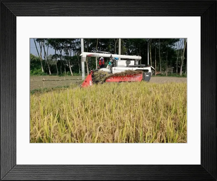 Framed Print : Manikganj, Bangladesh - November 19 Framed Print : Manikganj, Bangladesh - November 19