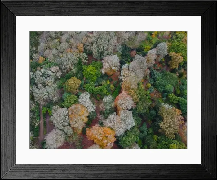 Framed Print : woodland around caerhays castle aerial drone Cornwall England uk