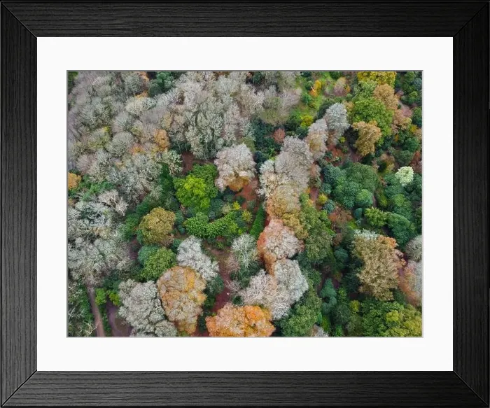 Framed Print : woodland around caerhays castle aerial drone Cornwall England uk Framed Print : woodland around caerhays castle aerial drone Cornwall England uk