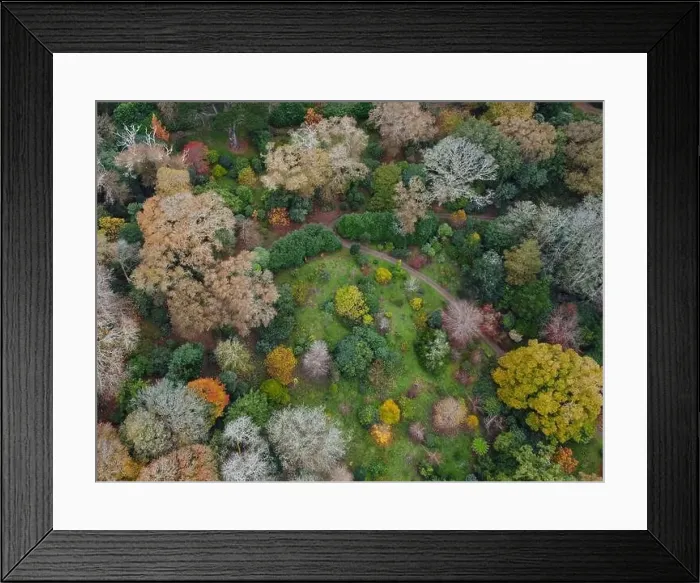 Framed Print : woodland around caerhays castle aerial drone Cornwall England uk Framed Print : woodland around caerhays castle aerial drone Cornwall England uk