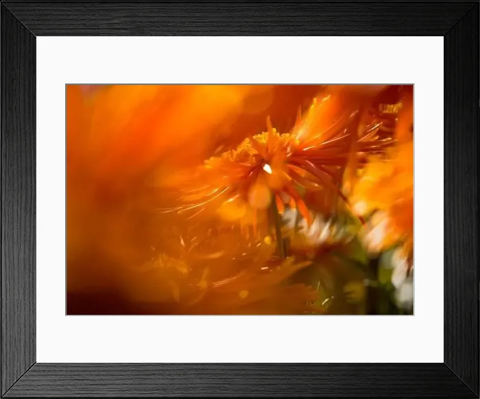 Framed Print : Background of yellow-orange chrysanthemums closeup in bright sunlight Framed Print : Background of yellow-orange chrysanthemums closeup in bright sunlight