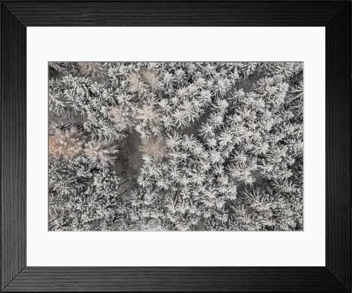 Framed Print : Wintry conifer trees from an aerial top-down shot, authentic winter background Framed Print : Wintry conifer trees from an aerial top-down shot, authentic winter background