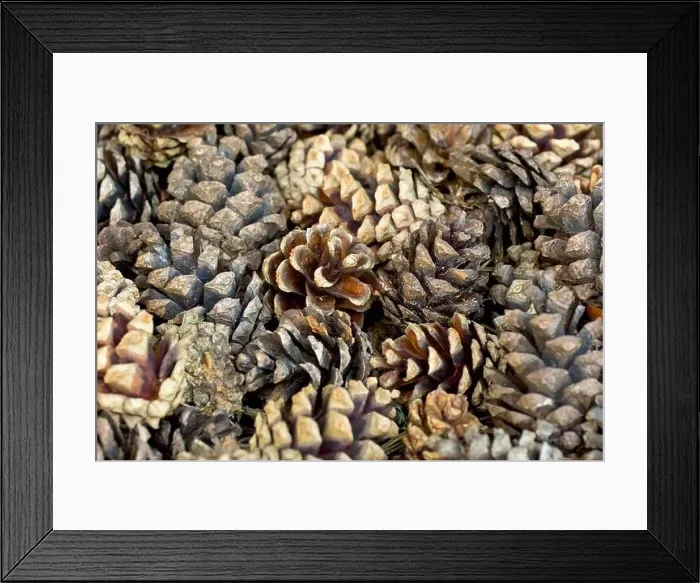 Framed Print : Scot's Pine (pinus sylvestris), close up showing a multitude of old pine cones clustered on the ground beneath a tree Framed Print : Scot's Pine (pinus sylvestris), close up showing a multitude of old pine cones clustered on the ground beneath a tree