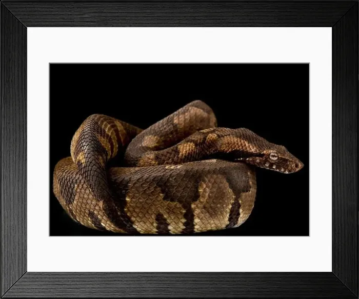 Framed Print : Viper boa (Candoia aspera) Framed Print : Viper boa (Candoia aspera)