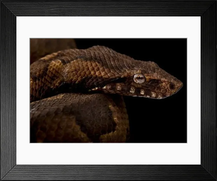 Framed Print : Viper boa (Candoia aspera) Framed Print : Viper boa (Candoia aspera)