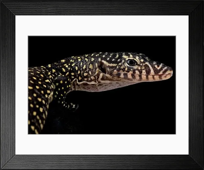 Framed Print : Mangrove monitor (Varanus indicus) Framed Print : Mangrove monitor (Varanus indicus)