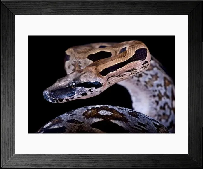 Framed Print : Malagasy ground boa (Acrantophis madagascariensis) Framed Print : Malagasy ground boa (Acrantophis madagascariensis)