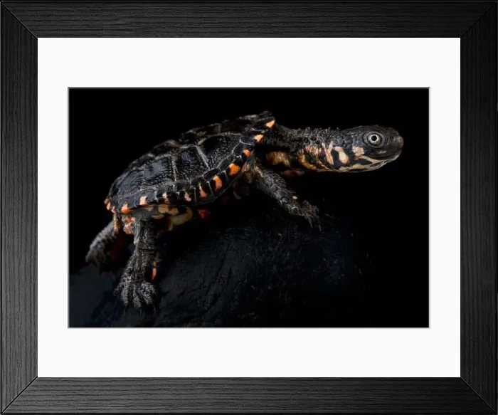 Framed Print : black spine-neck swamp turtle (Acanthochelys spixii) Framed Print : black spine-neck swamp turtle (Acanthochelys spixii)