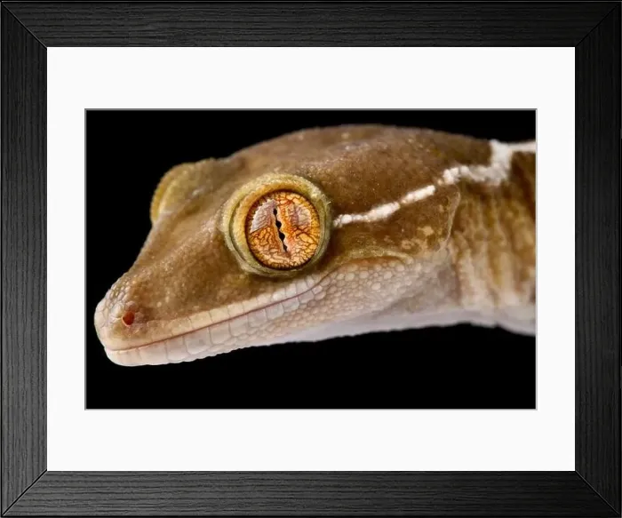 Framed Print : Lined gecko (Gekko vittatus) Framed Print : Lined gecko (Gekko vittatus)