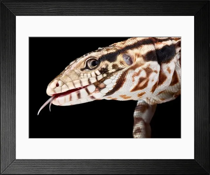 Framed Print : red tegu (Salvator rufescens) Framed Print : red tegu (Salvator rufescens)