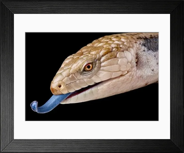 Framed Print : Northern Bluetongue (Tiliqua scincoides intermedia) Framed Print : Northern Bluetongue (Tiliqua scincoides intermedia)