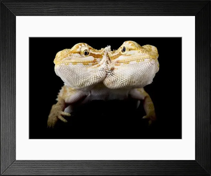 Framed Print : Two headed bearded dragon (Pogona vitticeps) Framed Print : Two headed bearded dragon (Pogona vitticeps)