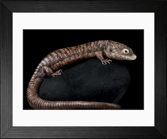 Framed Print : Campbell's alligator lizard (Abronia campbelli) Framed Print : Campbell's alligator lizard (Abronia campbelli)
