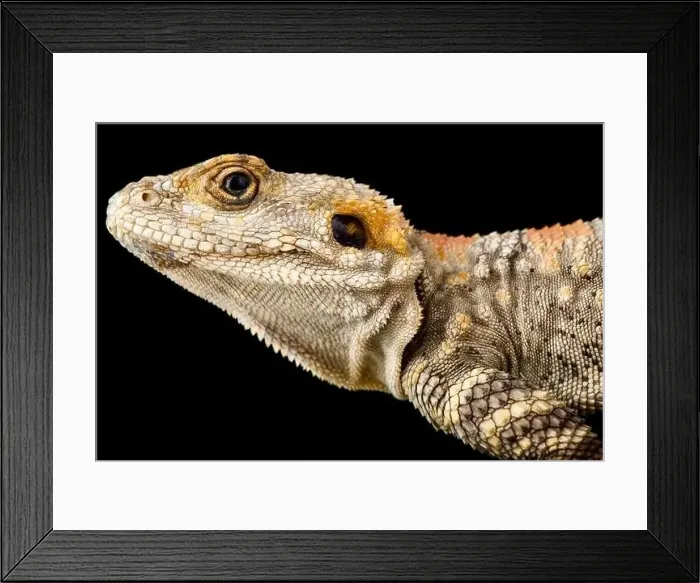 Framed Print : Painted Dragon (Laudakia stellio brachydactyla) Framed Print : Painted Dragon (Laudakia stellio brachydactyla)
