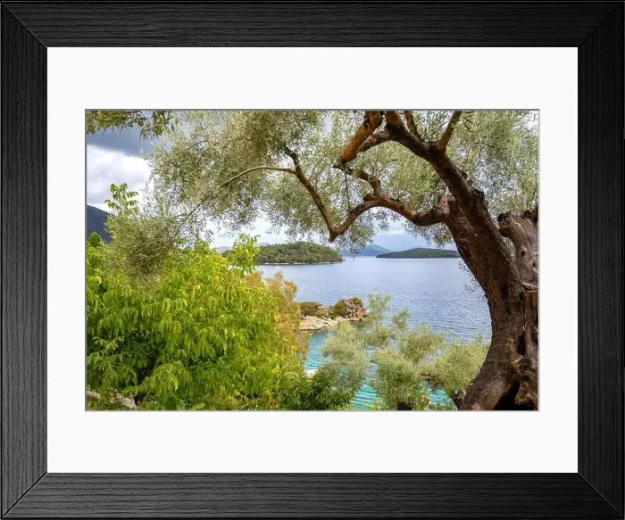 Framed Print : Olive tree, Lefkada, a Greek island in the Ionian Sea Framed Print : Olive tree, Lefkada, a Greek island in the Ionian Sea