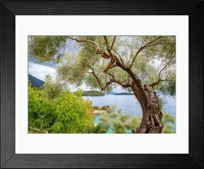 Framed Print : Olive tree, Lefkada, a Greek island in the Ionian Sea Framed Print : Olive tree, Lefkada, a Greek island in the Ionian Sea