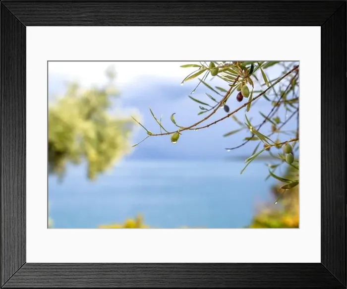 Framed Print : Olive tree, Lefkada, a Greek island in the Ionian Sea Framed Print : Olive tree, Lefkada, a Greek island in the Ionian Sea