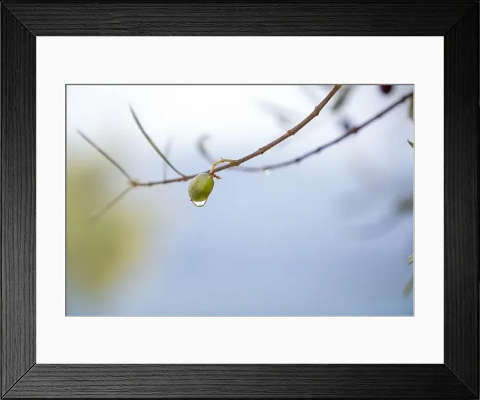 Framed Print : Olive tree in the rain, Lefkada, a Greek island in the Ionian Sea Framed Print : Olive tree in the rain, Lefkada, a Greek island in the Ionian Sea