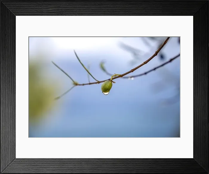 Framed Print : Olive tree in the rain, Lefkada, a Greek island in the Ionian Sea Framed Print : Olive tree in the rain, Lefkada, a Greek island in the Ionian Sea