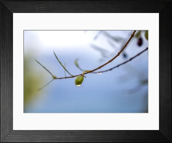 Framed Print : Olive tree in the rain, Lefkada, a Greek island in the Ionian Sea Framed Print : Olive tree in the rain, Lefkada, a Greek island in the Ionian Sea