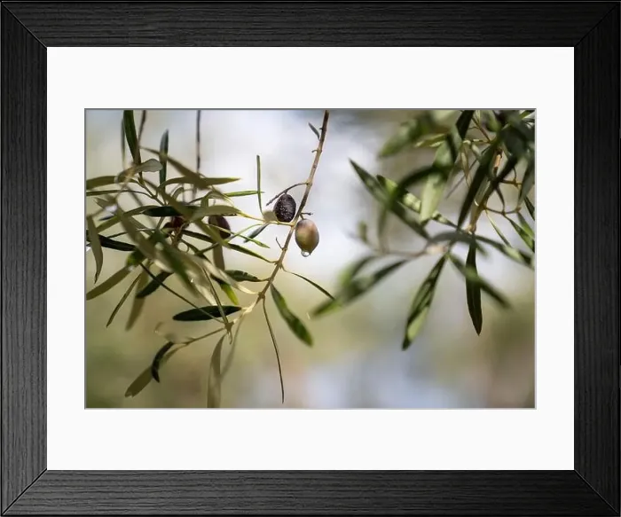 Framed Print : Olive tree in the rain, Lefkada, a Greek island in the Ionian Sea Framed Print : Olive tree in the rain, Lefkada, a Greek island in the Ionian Sea