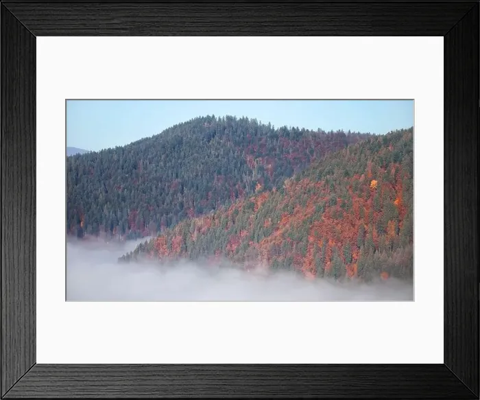 Framed Print : Alpine autumn deciduous forest above clouds Drone view Framed Print : Alpine autumn deciduous forest above clouds Drone view