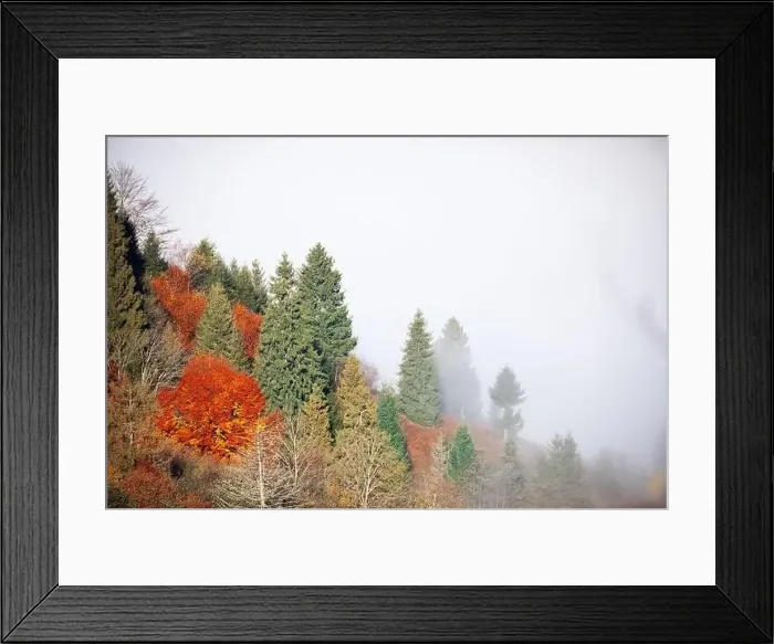 Framed Print : Alpine autumn deciduous forest above clouds Drone view Framed Print : Alpine autumn deciduous forest above clouds Drone view