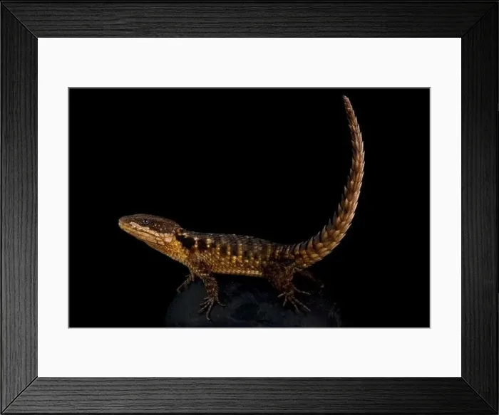 Framed Print : Tropical Girdled Lizard (Cordylus tropidosternum) Framed Print : Tropical Girdled Lizard (Cordylus tropidosternum)