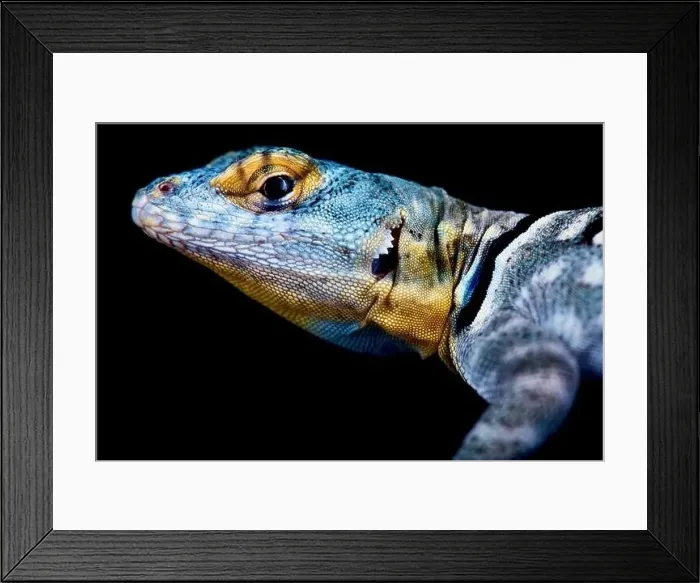 Framed Print : Baja California Rock Lizard (Petrosaurus thalassinus)