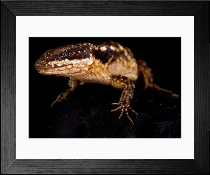 Framed Print : Tropical Girdled Lizard (Cordylus tropidosternum) Framed Print : Tropical Girdled Lizard (Cordylus tropidosternum)
