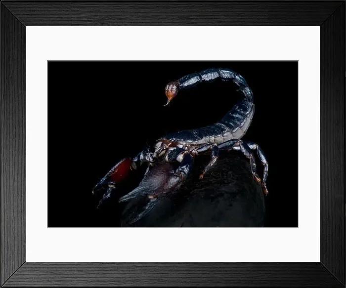 Framed Print : Tanzanian Red Clawed Scorpion (Pandinus cavimanus) Framed Print : Tanzanian Red Clawed Scorpion (Pandinus cavimanus)