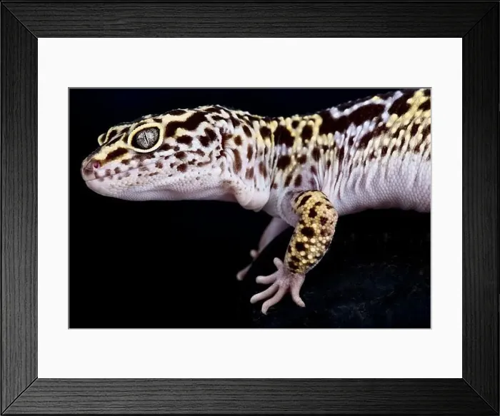 Framed Print : Satpura leopard gecko (Eublepharis satpuraensis) Framed Print : Satpura leopard gecko (Eublepharis satpuraensis)