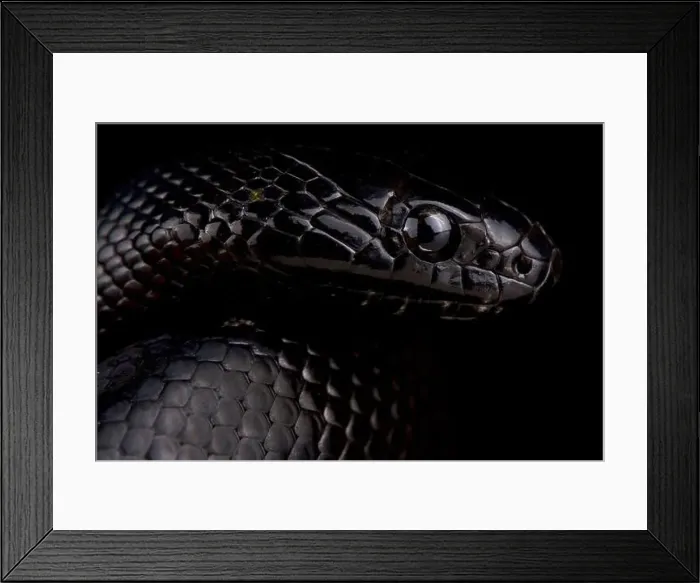 Framed Print : Black Desert Kingsnake (Lampropeltis nigrita) Framed Print : Black Desert Kingsnake (Lampropeltis nigrita)