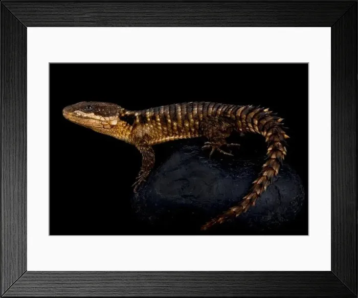 Framed Print : Tropical Girdled Lizard (Cordylus tropidosternum) Framed Print : Tropical Girdled Lizard (Cordylus tropidosternum)