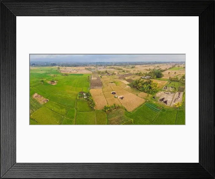 Framed Print : Aerial top view photo from flying drone of green rice fields in countryside Land with grown plants of paddy Framed Print : Aerial top view photo from flying drone of green rice fields in countryside Land with grown plants of paddy
